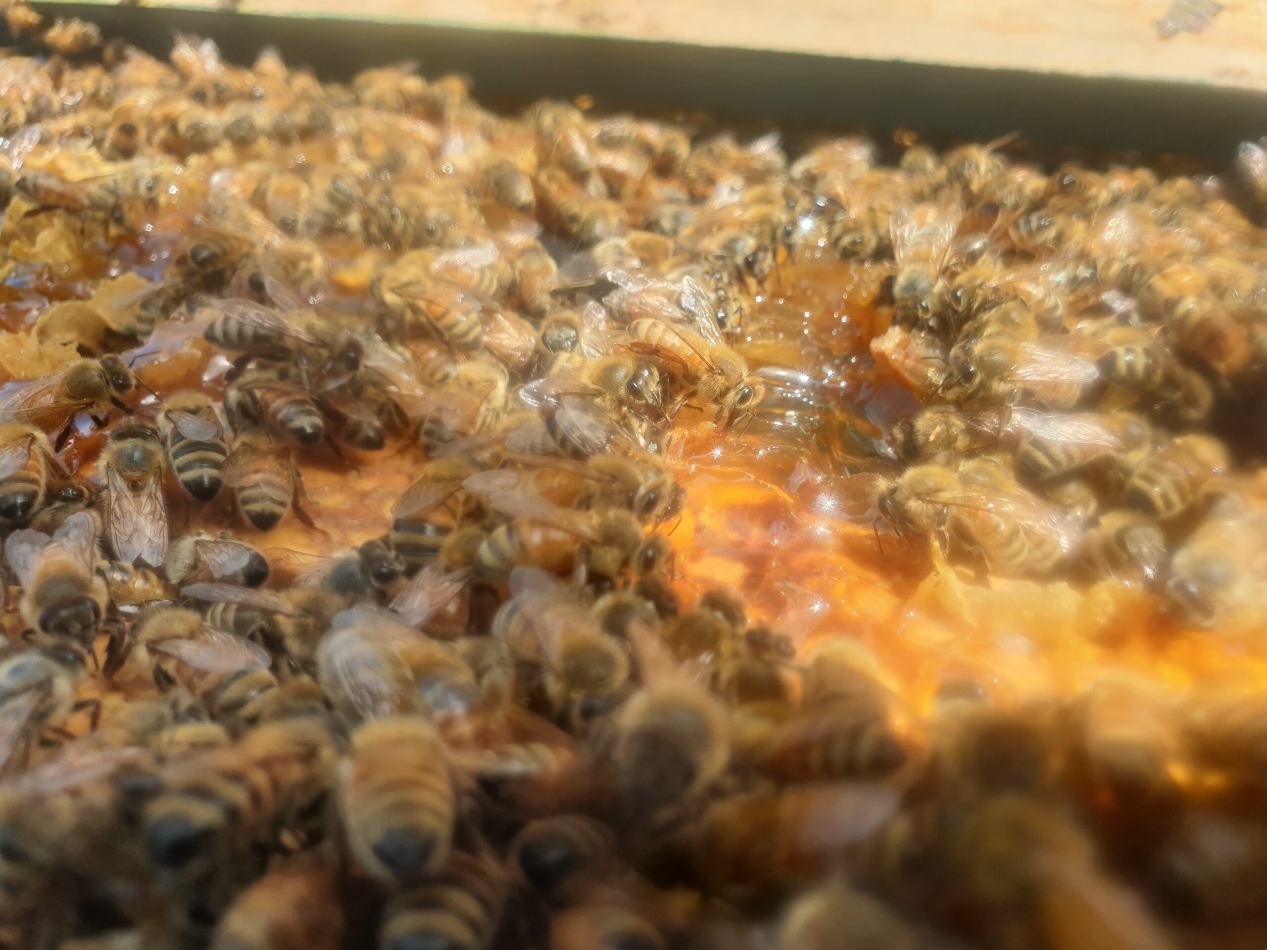 Bees recollecting their honey