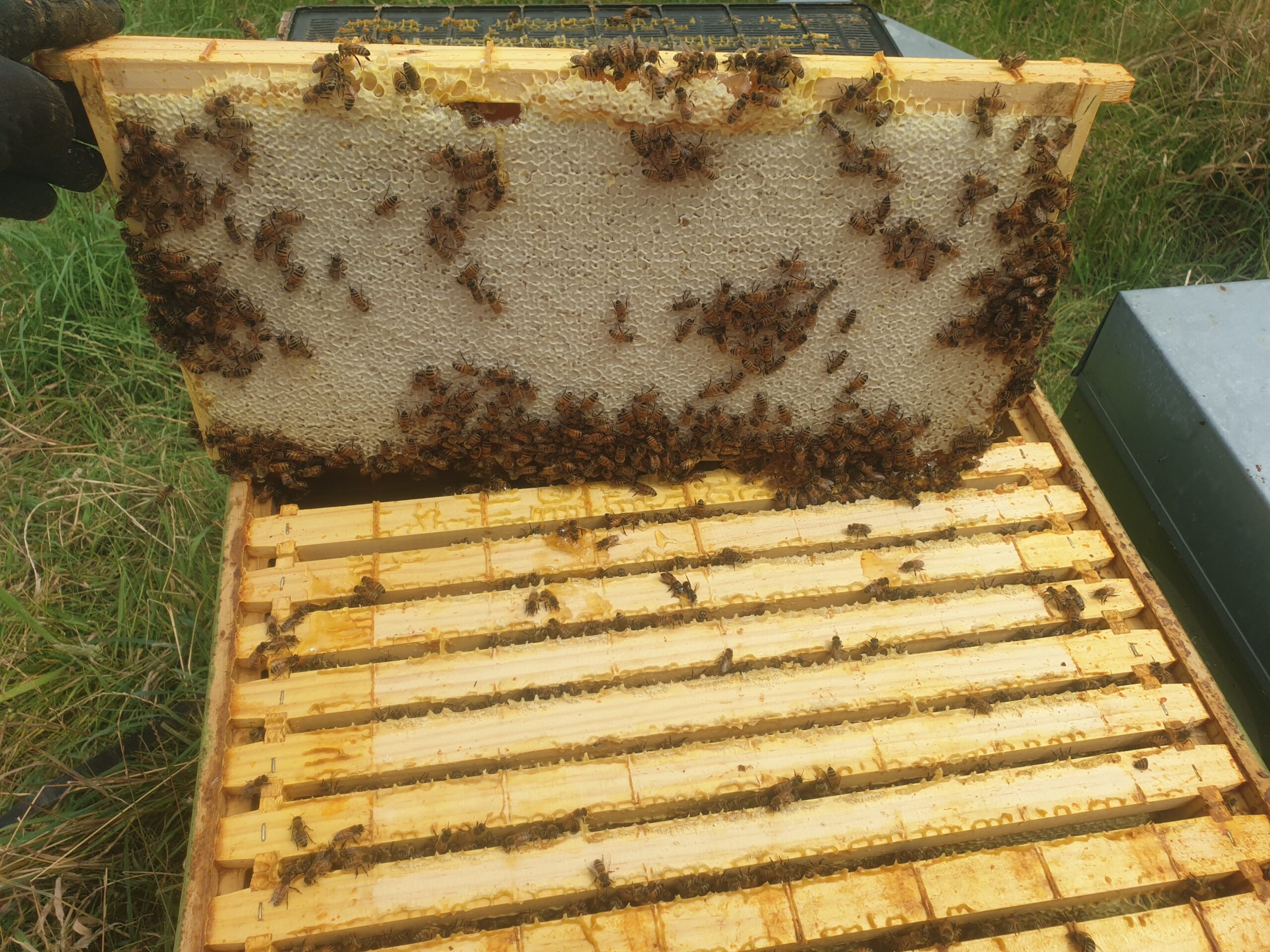 Full frame of Manuka Honey