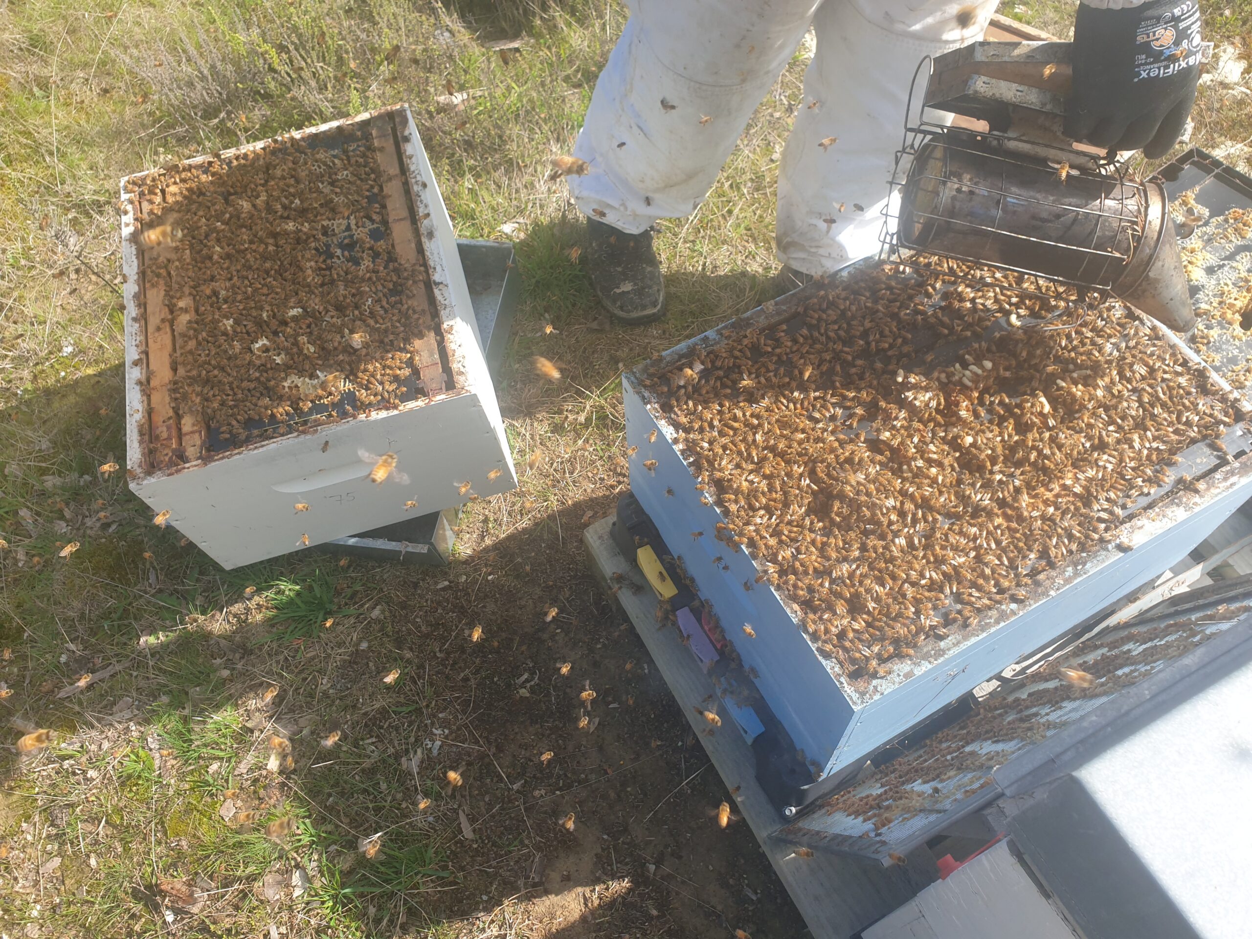 Splitting the hive to make another hive