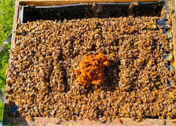 Strong hive used for queen rearing