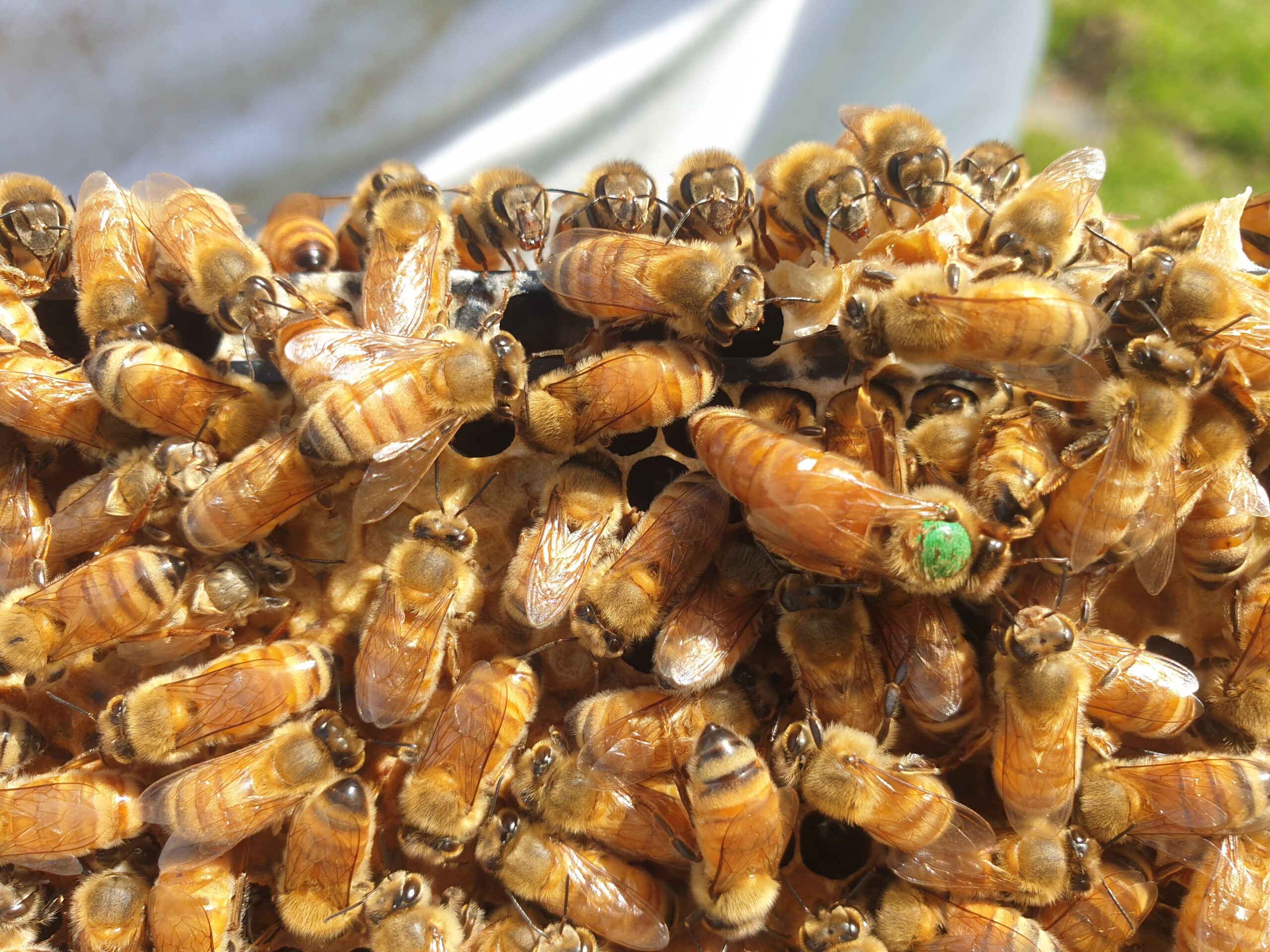 ApiLife team working with beehives